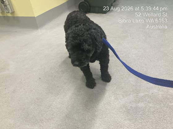 Black  Dog, impounded 23 August 2026