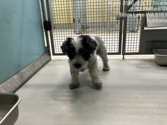 Black and White  Dog, impounded 04 June 2026