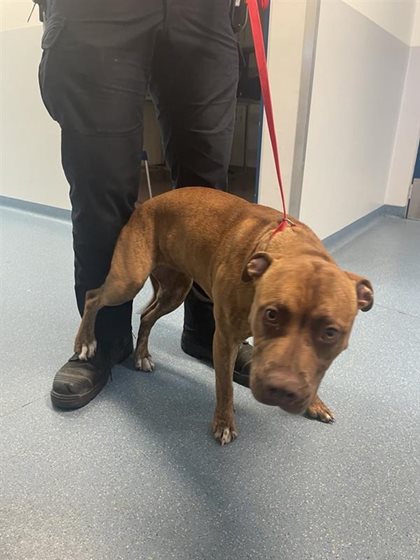 Tan  Dog, impounded 18 January 2026