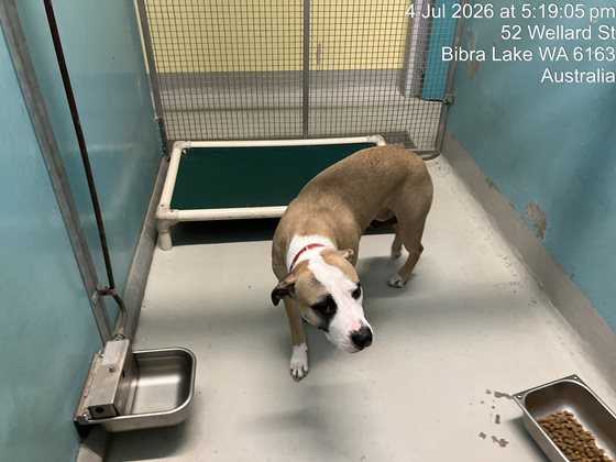 Brown and White  Dog, impounded 04 July 2026