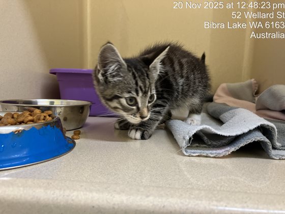 Tabby  Cat, impounded 20 November 2025