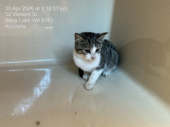 Other  Cat, impounded 30 April 2026