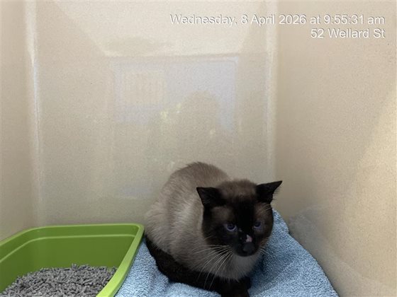 Other  Cat, impounded 08 April 2026