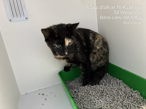 Tortoiseshell  Cat, impounded 08 September 2026
