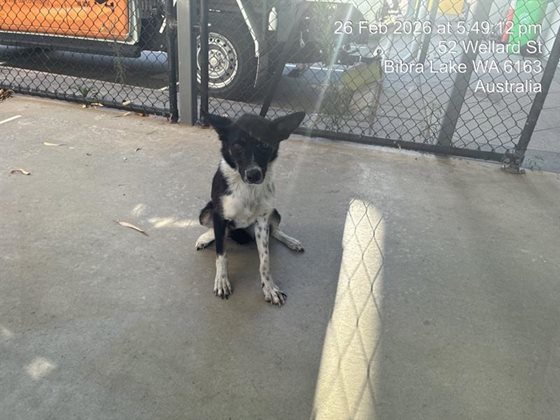 Black and White  Dog, impounded 26 February 2026