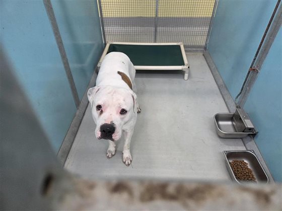 Tan and White  Dog, impounded 22 May 2026