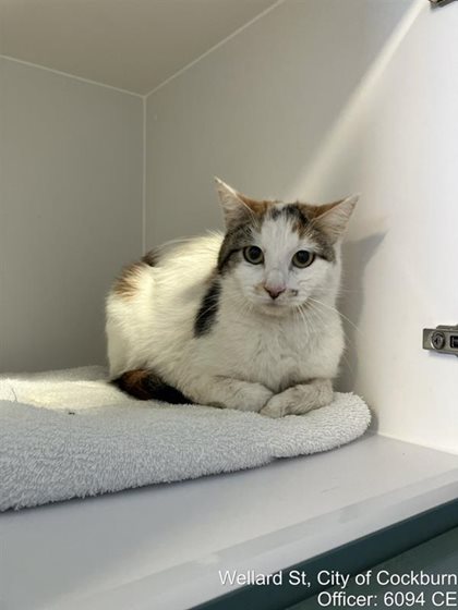 Tortoiseshell  Cat, impounded 29 October 2026