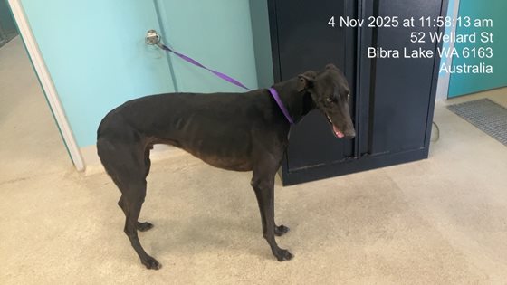 Black  Dog, impounded 04 November 2025