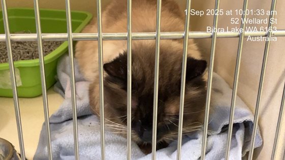 Other  Cat, impounded 01 September 2025