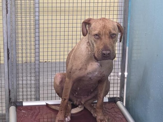 Tan  Dog, impounded 13 November 2025