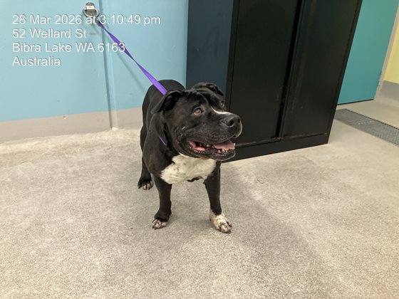 Black and White  Dog, impounded 28 March 2026