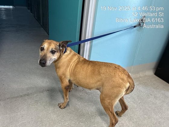 Tan  Dog, impounded 19 November 2025