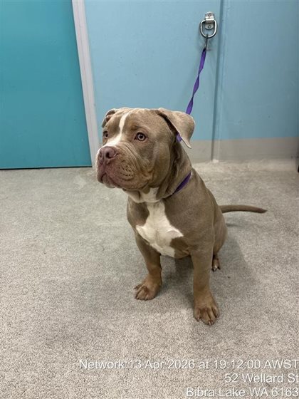 Brown and White  Dog, impounded 14 April 2026