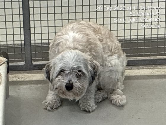 Black and White  Dog, impounded 20 September 2026