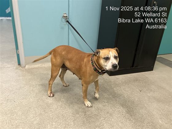 Tan  Dog, impounded 01 November 2025