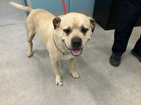 Cream  Dog, impounded 13 January 2026