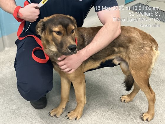 Tan and Black  Dog, impounded 18 May 2026