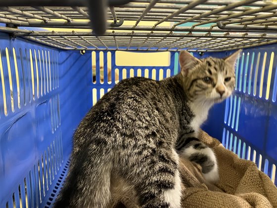 Tabby and White  Cat, impounded 23 September 2025
