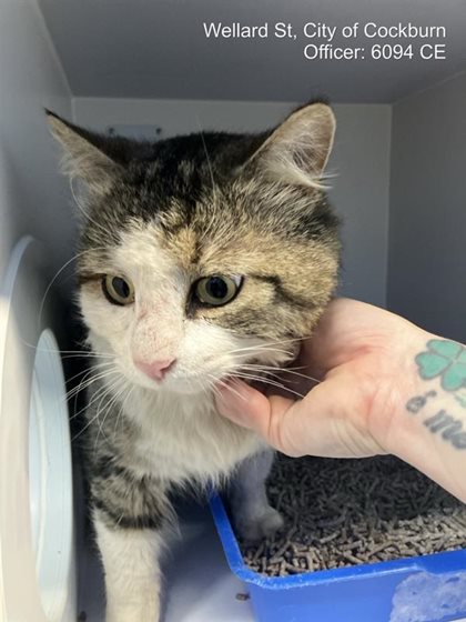 Tabby and White  Cat, impounded 17 September 2026