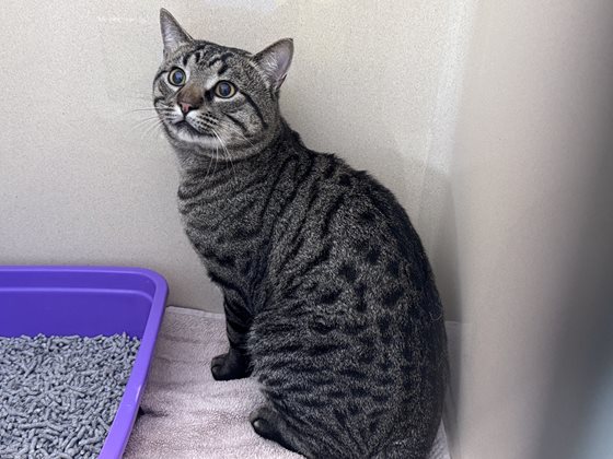 Tabby  Cat, impounded 02 May 2026