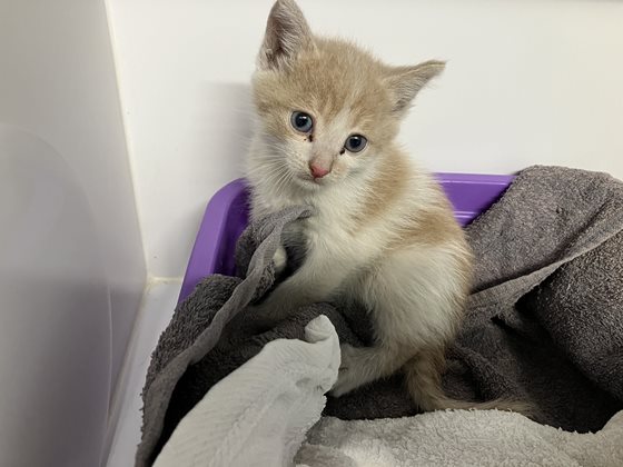 Tan and White  Cat, impounded 12 November 2025