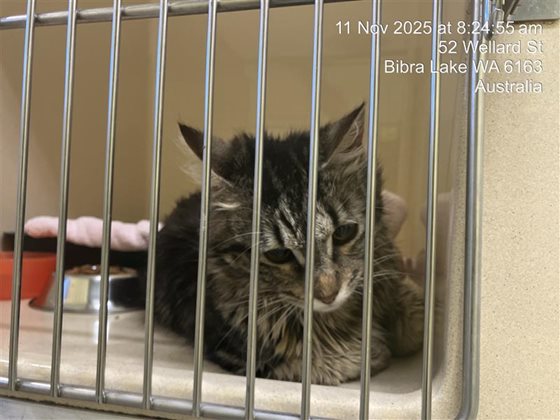 Tabby  Cat, impounded 11 November 2025