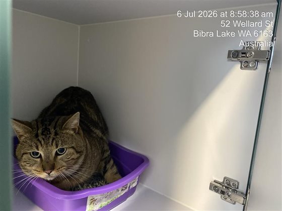 Tabby  Cat, impounded 06 July 2026