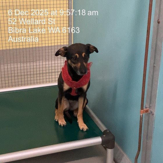 Black and Brown  Dog, impounded 06 December 2025