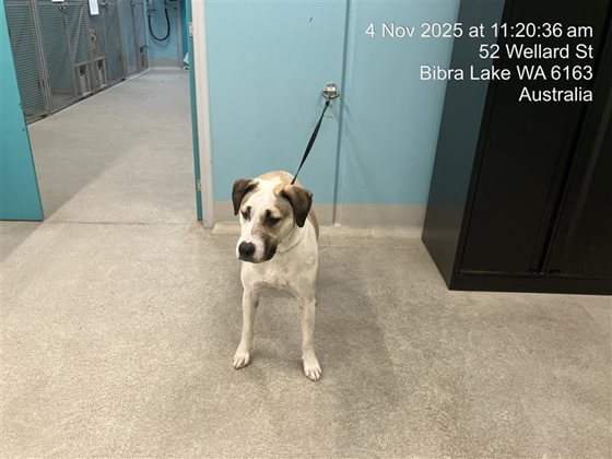 Tri-Colour  Dog, impounded 04 November 2025