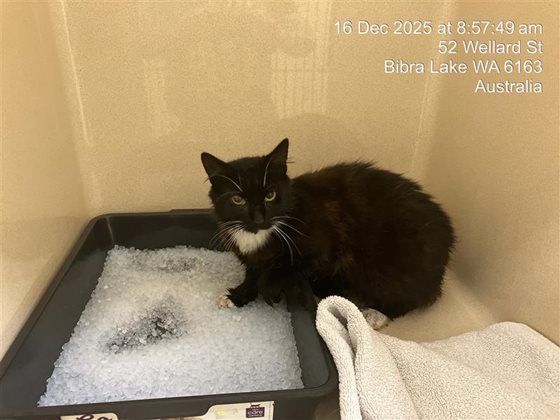 Black and White  Cat, impounded 16 December 2025