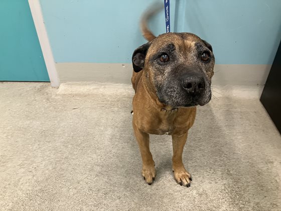 Tan  Dog, impounded 11 November 2025