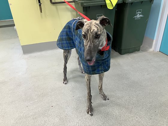 Brindle  Dog, impounded 08 July 2026