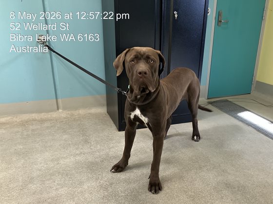 Chocolate  Dog, impounded 08 May 2026