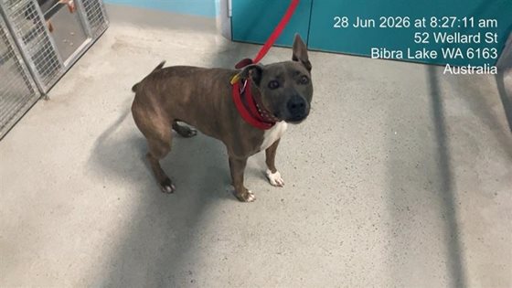 Brindle  Dog, impounded 28 June 2026