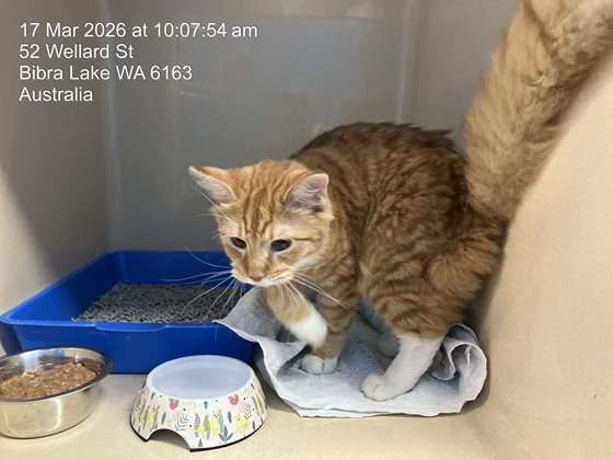 Ginger & White  Cat, impounded 17 March 2026