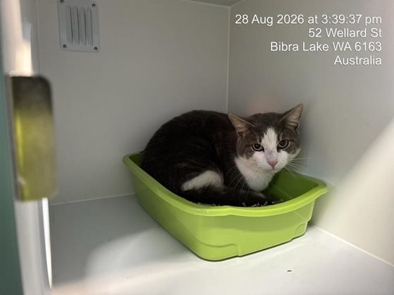 Grey  Cat, impounded 28 August 2026