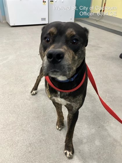 Black and Brown  Dog, impounded 29 September 2026