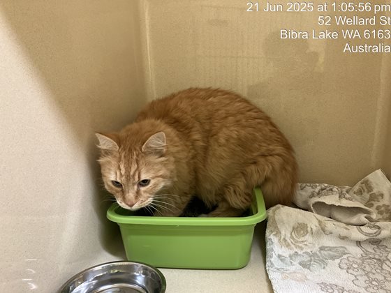Ginger  Cat, impounded 21 June 2025
