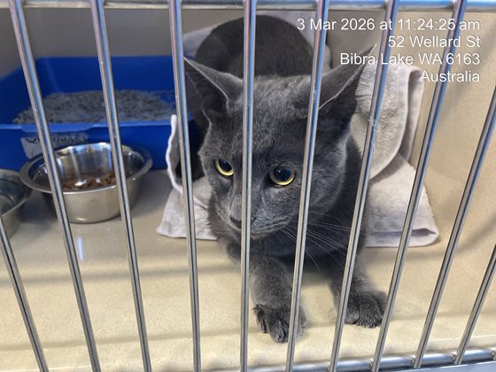 Other  Cat, impounded 03 March 2026