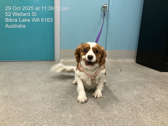 Brown and White  Dog, impounded 29 October 2025