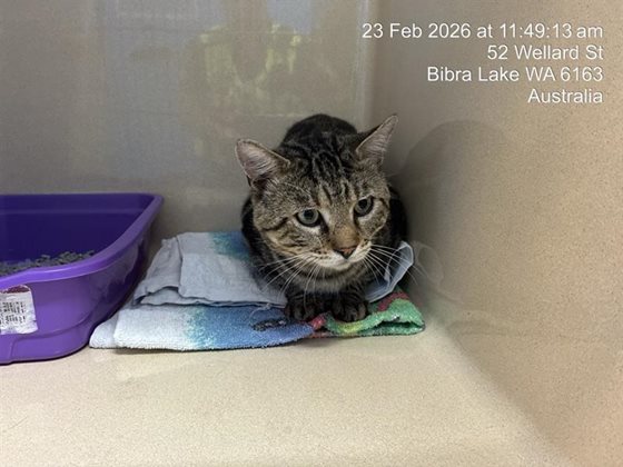 Tabby  Cat, impounded 23 February 2026