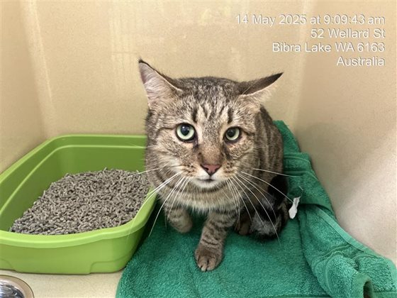 Tabby  Cat, impounded 14 May 2025