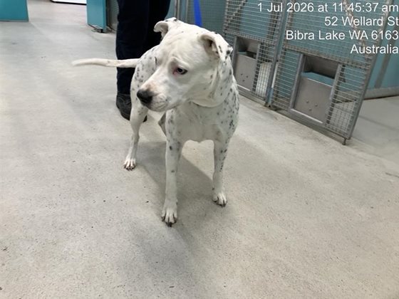 White and Black  Dog, impounded 01 July 2026