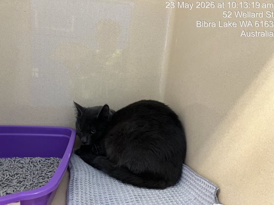 Grey  Cat, impounded 23 May 2026