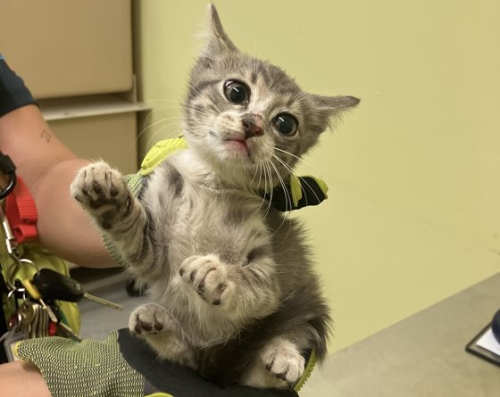 Other  Cat, impounded 08 January 2026