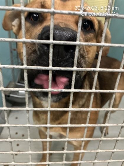 Brown and Black  Dog, impounded 30 June 2026