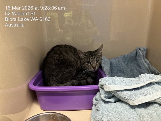 Grey  Cat, impounded 16 March 2026