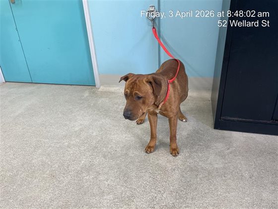 Other  Dog, impounded 03 April 2026