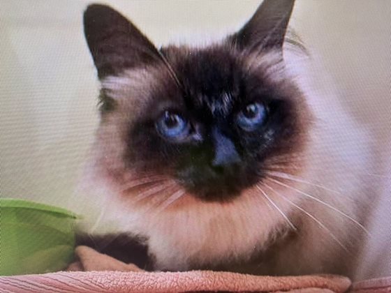 Brown and Cream  Cat, impounded 04 October 2025