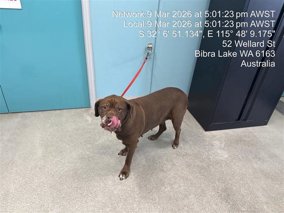 Chocolate  Dog, impounded 09 March 2026